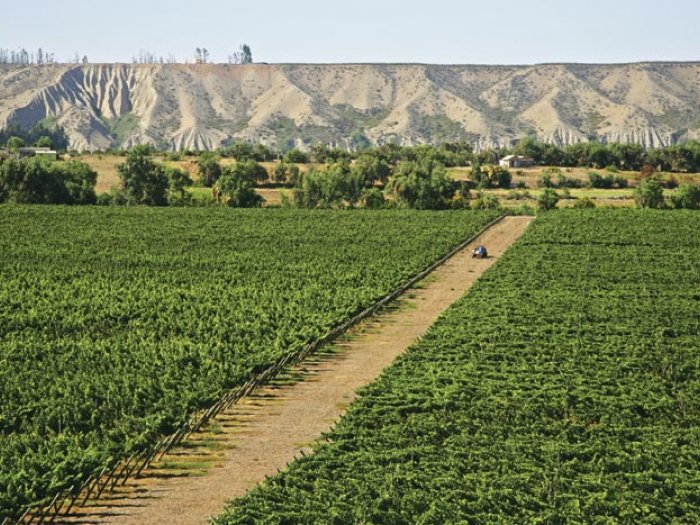 Buscando la ruta del Vino