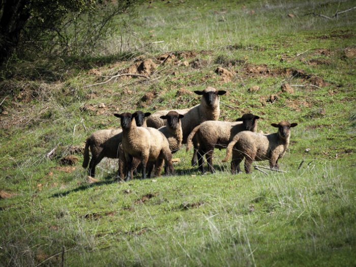 Tierra de cangrejos y hoyos
