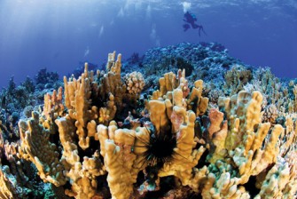 ConservaciÃ³n de las islas oceÃ¡nicas chilenas: los casos de Rapa Nui y Motu Motiro Hiva