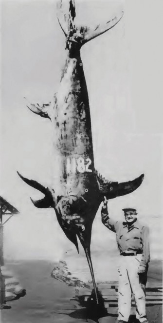 Albacora: The search for the giant broadBill