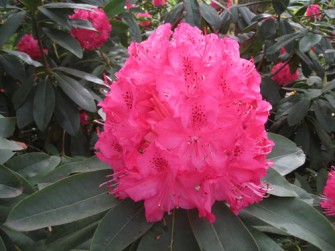 El jardÃ­n de Europa