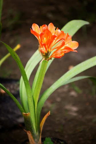 TEMPORADA DE JARDINES
