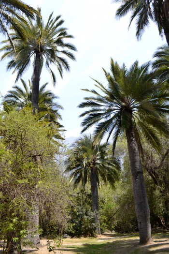 Canto a la biodiversidad