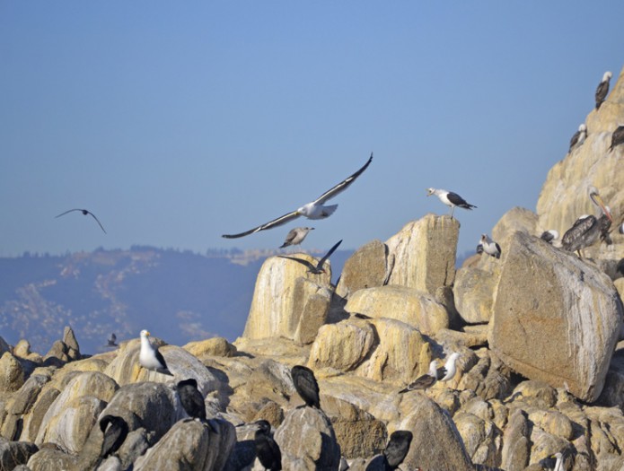 Festival de Aves