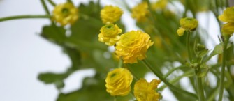 Diseño Floral