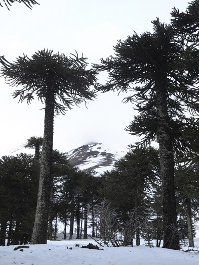 Esquiando entre araucarias