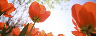 Comienzo de la primavera