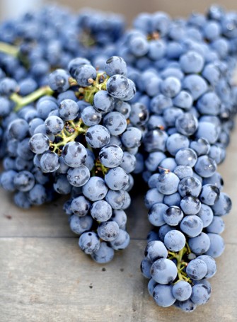 La nueva generaciÃ³n Terroir