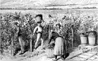 Una sociedad virtuosa para la elaboraciÃ³n del pisco.Las viÃ±as y el cobre
