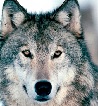 El ataque del LOBO