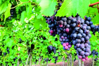 Uvas amargas