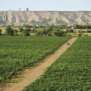 Buscando la ruta del Vino