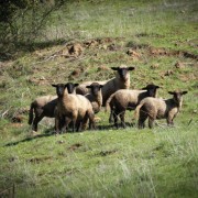 Tierra de cangrejos y hoyos