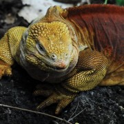 Galápagos, las islas encantadas