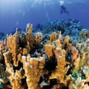 Conservación de las islas oceánicas chilenas: los casos de Rapa Nui y Motu Motiro Hiva