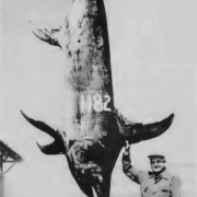 Albacora: The search for the giant broadBill