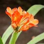 TEMPORADA DE JARDINES