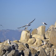 Festival de Aves