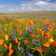 Los colores de la primavera