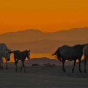 Mongolia tierra de todos
