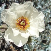 En busca de la Dalea Azurea