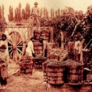 Los orígenes de una tradición: La cultura del vino y el aguardiente en La Serena