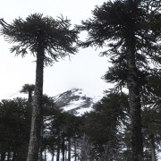 Esquiando entre araucarias