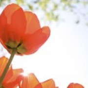 Comienzo de la primavera