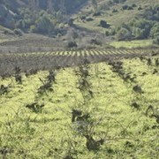 Una historia líquida y ondulante, Viñas del Itata