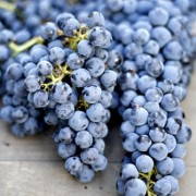 La nueva generación Terroir