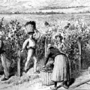 Una sociedad virtuosa para la elaboración del pisco.Las viñas y el cobre