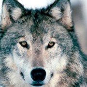 El ataque del LOBO