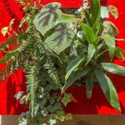 MUROS verdes