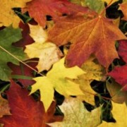 OBRAS DE OTOÑO