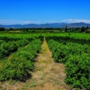 VIVIR EL CAMPO