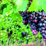 Uvas amargas