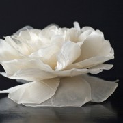 Muestra Fotográfica, Venta de Flores