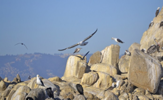 Festival de Aves