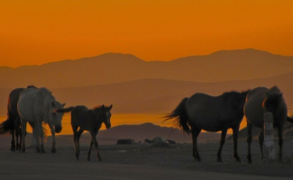 Mongolia tierra de todos