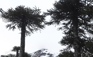 Esquiando entre araucarias