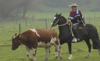 Raíces ecuestres