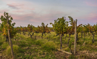 La ruta del vino Recargada