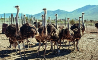 Aves generosas